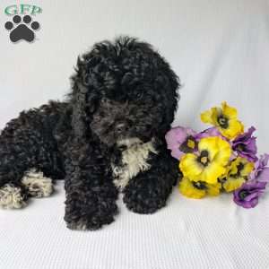 Harley, Shih-Poo Puppy