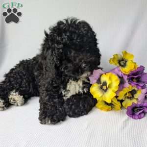 Harley, Shih-Poo Puppy