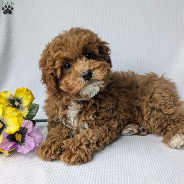 Molly, Shih-Poo Puppy