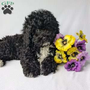 Harley, Shih-Poo Puppy