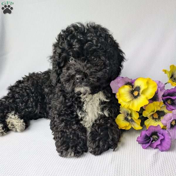Harley, Shih-Poo Puppy