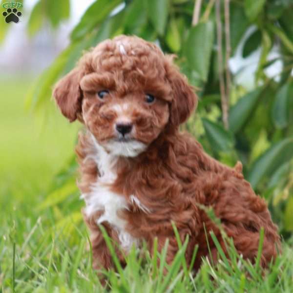 Lilac, Toy Poodle Puppy