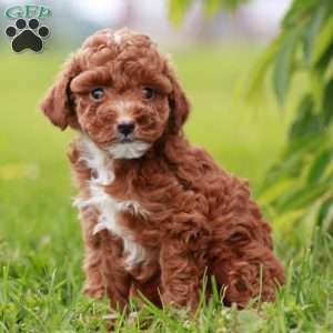 Lilac, Toy Poodle Puppy