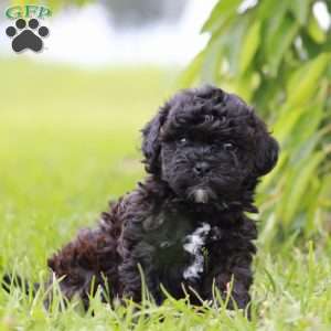 Comet, Toy Poodle Mix Puppy