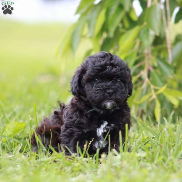 Comet, Toy Poodle Mix Puppy