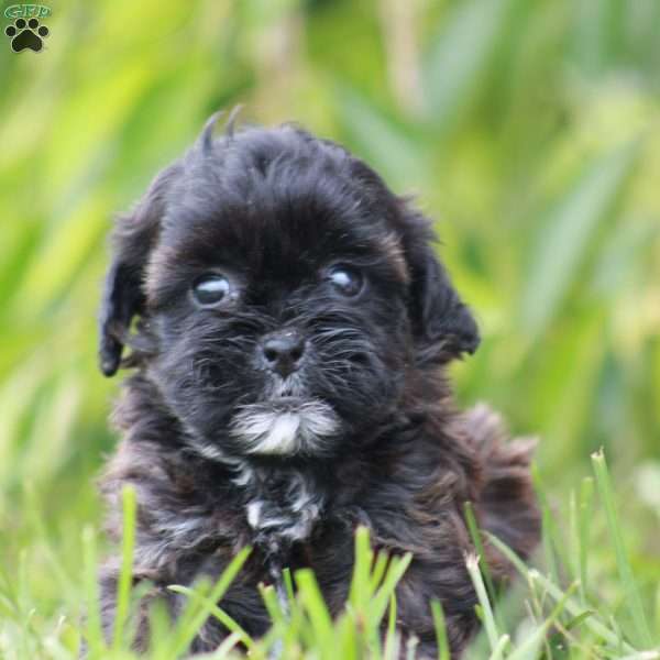 Cora, Toy Poodle Mix Puppy