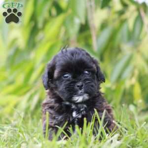 Cora, Toy Poodle Mix Puppy