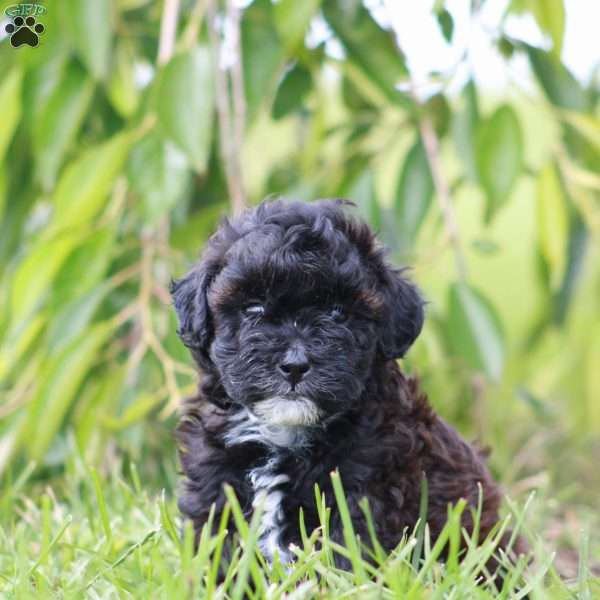 Cruise, Toy Poodle Mix Puppy
