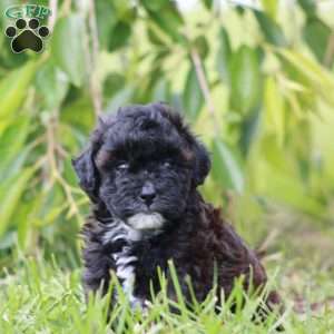 Cruise, Toy Poodle Mix Puppy