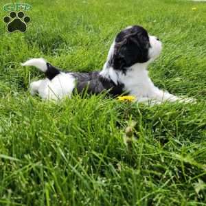 Chase, Forever Puppy