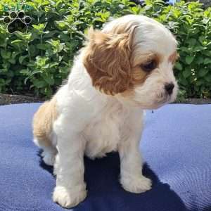 Timmy, Forever Puppy