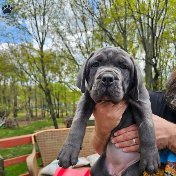 Scarlett, Cane Corso Puppy