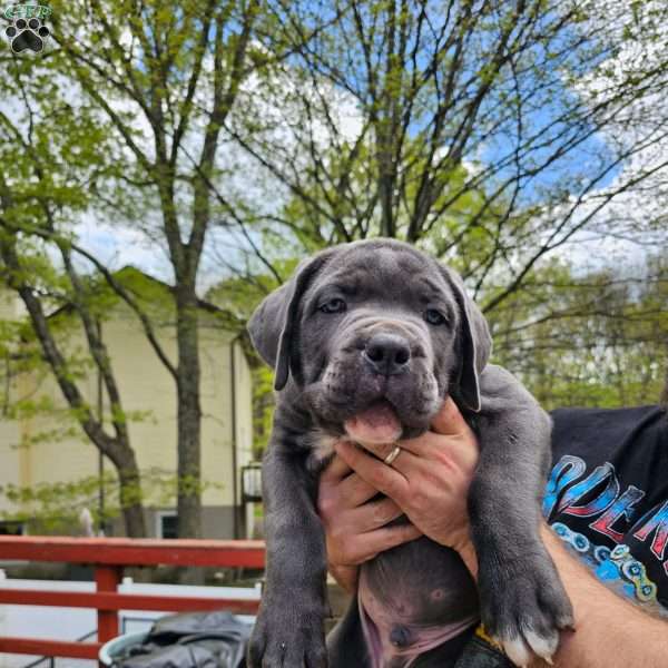 Hulk, Cane Corso Puppy