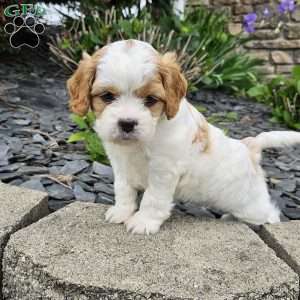 Timmy, Forever Puppy
