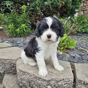 Chase, Forever Puppy