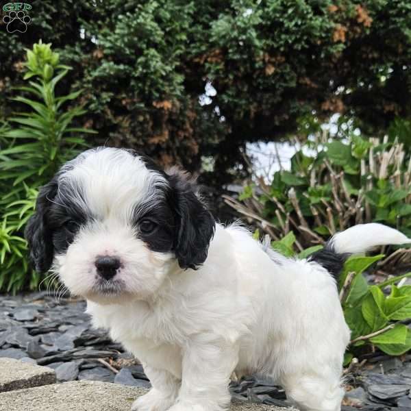 Max, Forever Puppy