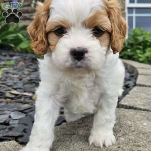 Timmy, Cavachon Puppy