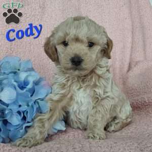 Cody, Toy Poodle Mix Puppy