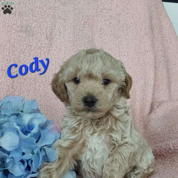 Cody, Toy Poodle Mix Puppy