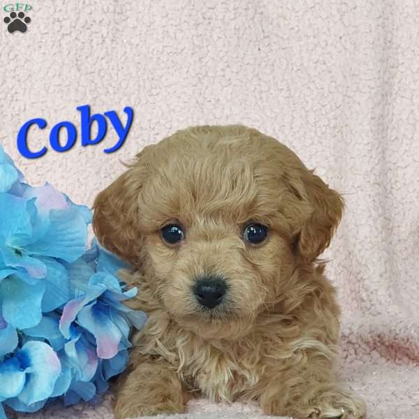 Coby, Toy Poodle Mix Puppy