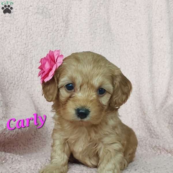 Carly, Toy Poodle Mix Puppy