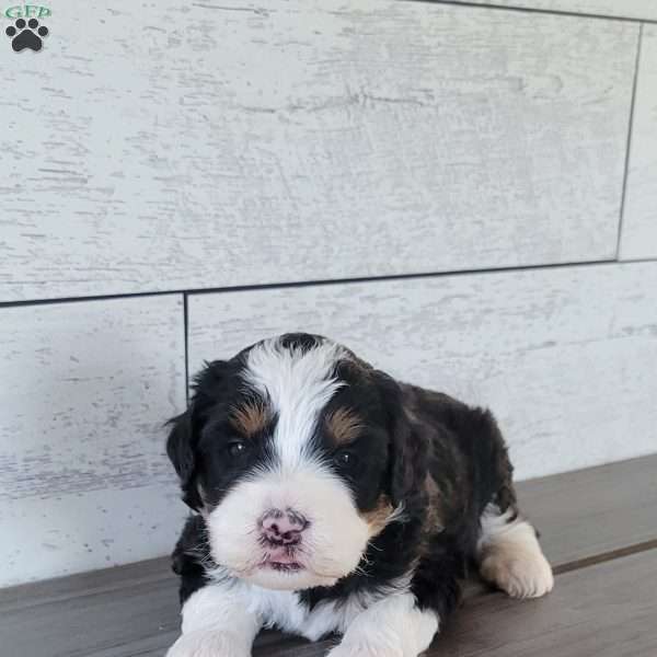 Luna, Mini Bernedoodle Puppy