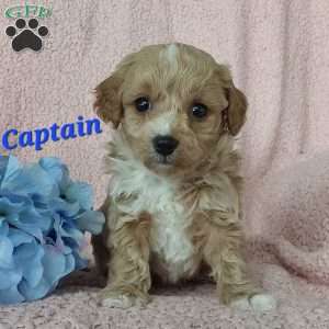 Captain, Toy Poodle Mix Puppy