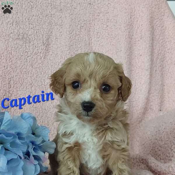 Captain, Toy Poodle Mix Puppy