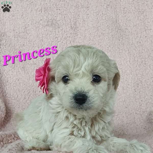 Princess, Toy Poodle Mix Puppy