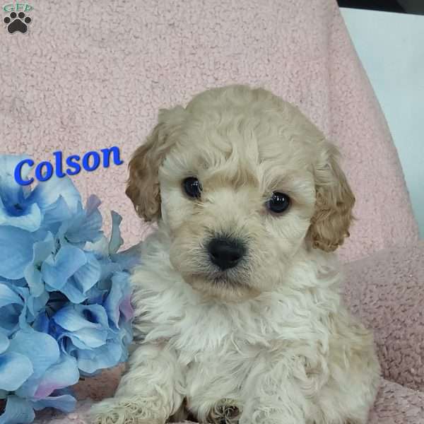 Colson, Toy Poodle Mix Puppy