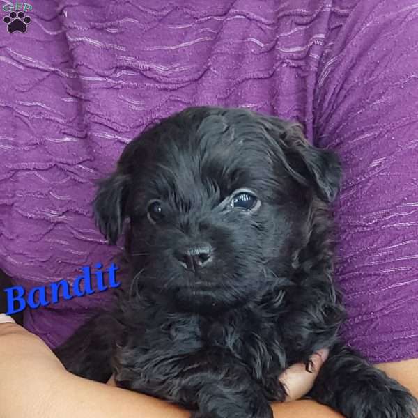 Bandit, Toy Poodle Mix Puppy