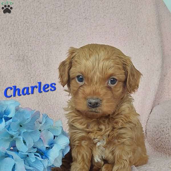 Charles, Toy Poodle Mix Puppy