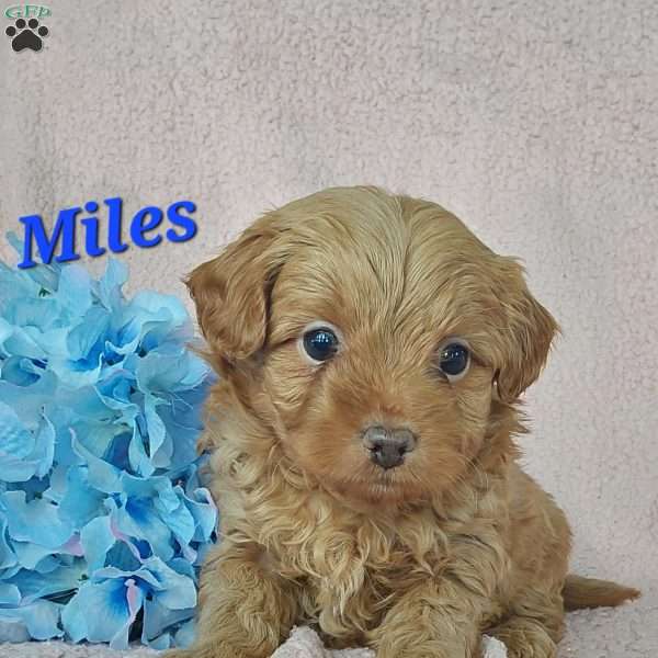 Miles, Toy Poodle Mix Puppy