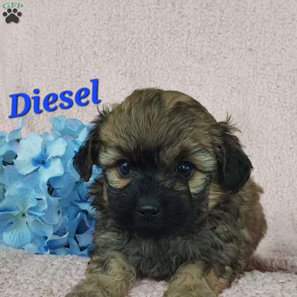 Diesel, Toy Poodle Mix Puppy