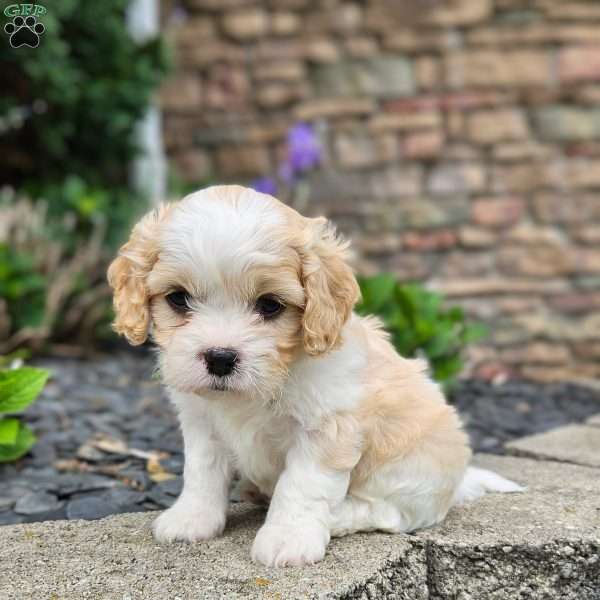 Hudson, Forever Puppy