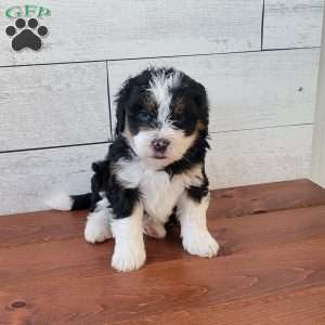 Luna, Mini Bernedoodle Puppy