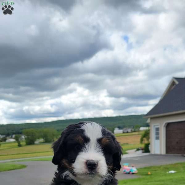 Jasper, Mini Bernedoodle Puppy