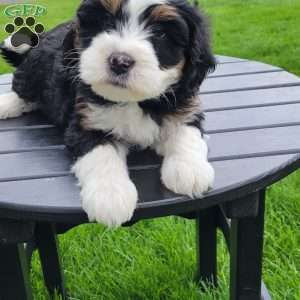 Luna, Mini Bernedoodle Puppy