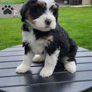 Luna, Mini Bernedoodle Puppy