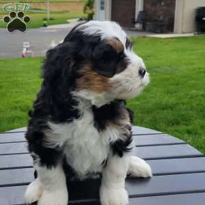 Luna, Mini Bernedoodle Puppy