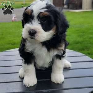 Luna, Mini Bernedoodle Puppy