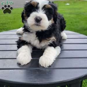 Luna, Mini Bernedoodle Puppy