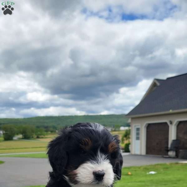 Ellie, Mini Bernedoodle Puppy