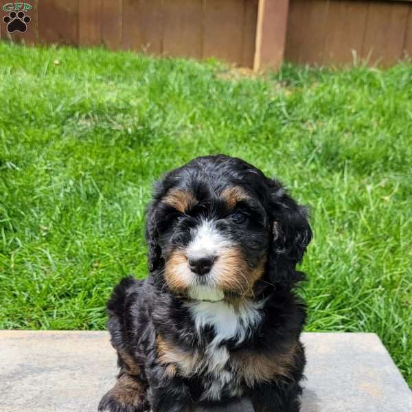 Molly, Mini Bernedoodle Puppy