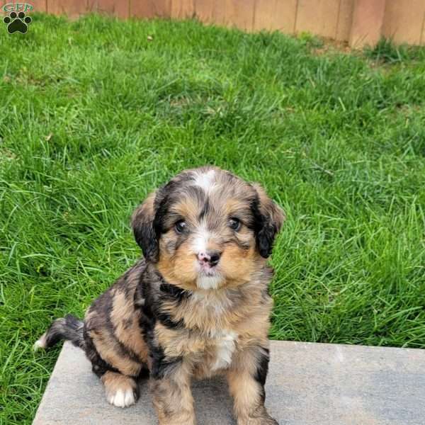 Camilla, Mini Bernedoodle Puppy