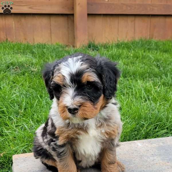 Cali, Mini Bernedoodle Puppy