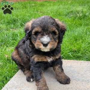 Stella, Mini Bernedoodle Puppy