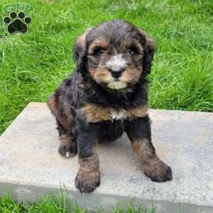 Stella, Mini Bernedoodle Puppy