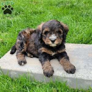 Stella, Mini Bernedoodle Puppy
