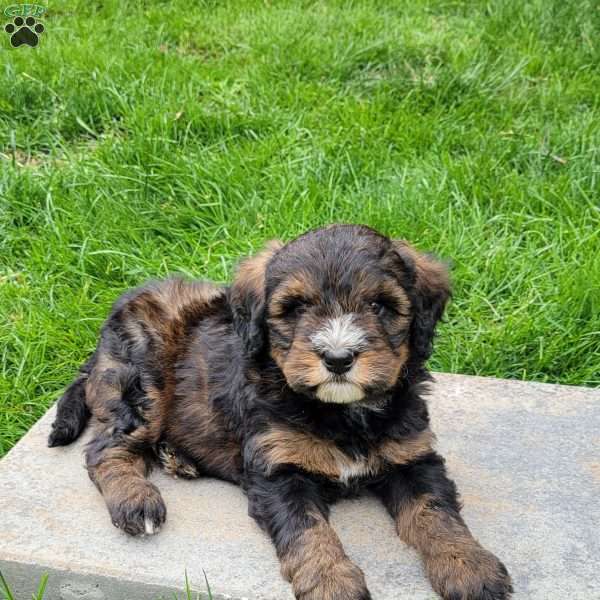Stella, Mini Bernedoodle Puppy